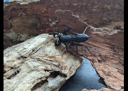 Typopeltis guangxiensis - Guangxi Vinegaroon