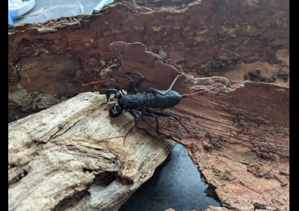 Typopeltis guangxiensis - Guangxi Vinegaroon