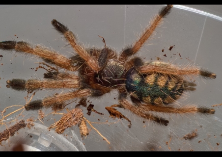 Amazonius burgessi - Colombian Tree Spider CB 2 left