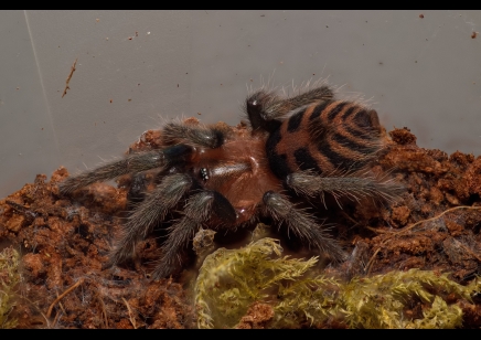 Davus pentaloris - Mexican Tiger Rump CB 5 left