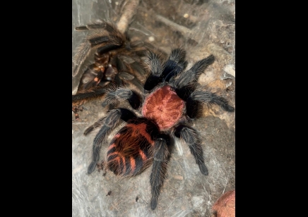 Davus pentaloris - Mexican Tiger Rump CB 5 left