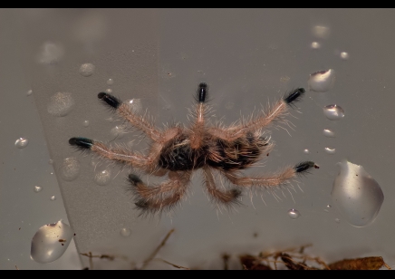 Avicularia minatrix - Red Stripe Pink Toe CB 2 left