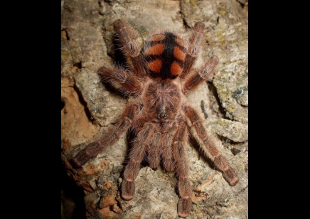 Avicularia minatrix - Red Stripe Pink Toe CB 2 left