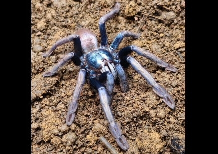 Cilantica devamatha - Psychedelic Earth Tiger CB 2 left
