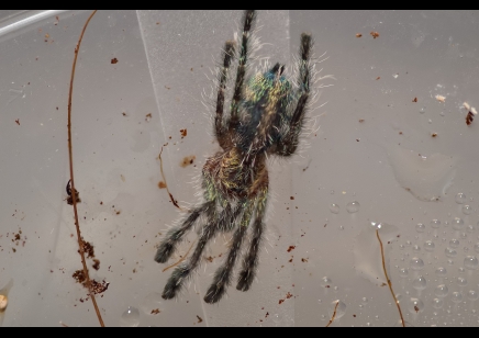 Ybyrapora diversipes - Amazon Sapphire Pink Toe CB 1 left