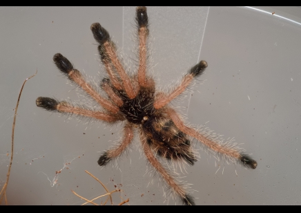 Avicularia juruensis M2 - Purple Pink Toe CB 9 left
