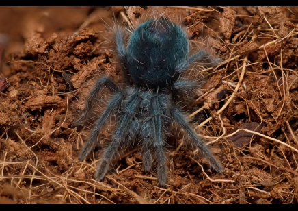 Phormictopus atrichomatus - Red Island Birdeater CB 8 left