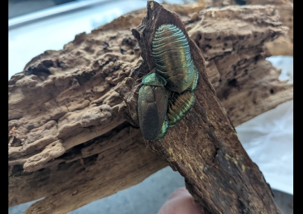 Pseudoglomeris magnifica - Emerald Cockroach (CB by BugzUK) sold in packs of 4