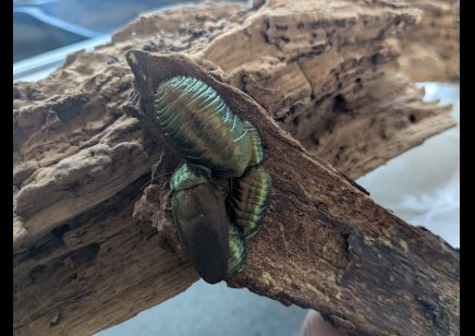 Pseudoglomeris magnifica - Emerald Cockroach (CB by BugzUK) sold in packs of 4