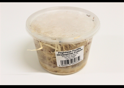 Drosophila hydei - Fruit Fly Cultures