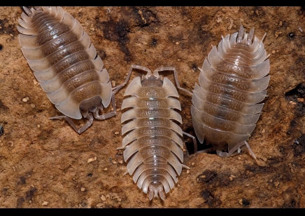 Trachelipus Trilobatus - Trilobite Isopod (CB by BugzUK)
