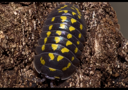 Armadillidium gestroi - Giant Yellow Spotted Isopod (CB by BugzUK)