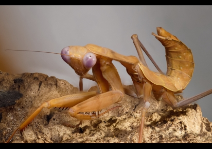 Rhombodera kirbyi - Timor Shield Mantis L6/L7 Sexed pair CB