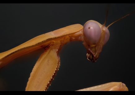 Rhombodera kirbyi - Timor Shield Mantis L6/L7 Sexed pair CB