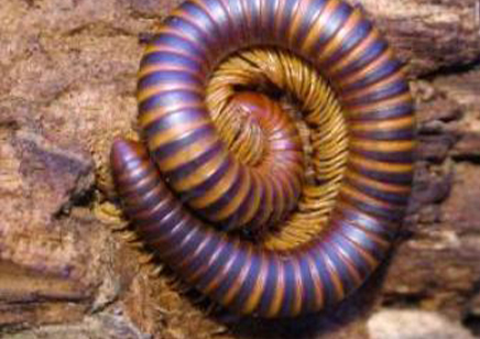 Analocostreptus amandus - Madagascan yellow Stripe Train