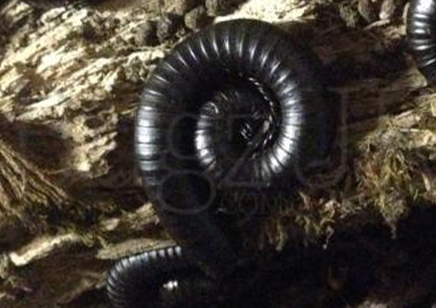 Spirostreptus fasciatus - Madagascan black leg - PACK OF 5