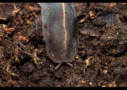 Laevicaulis alte - Tropical Leatherleaf Slug Juveniles (CB by BugzUK)