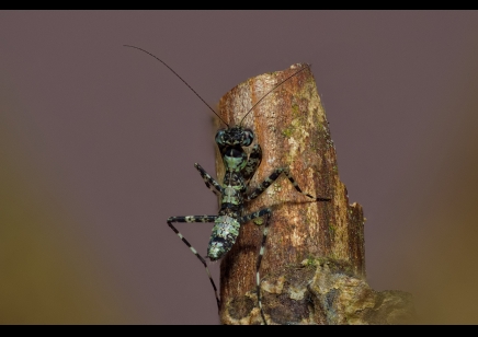 Theopompa servillei - Asian Bark Mantis CB by BugzUK