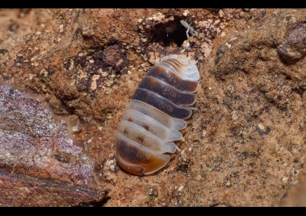 Cubaris sp. White Shark (CB by BugzUK)