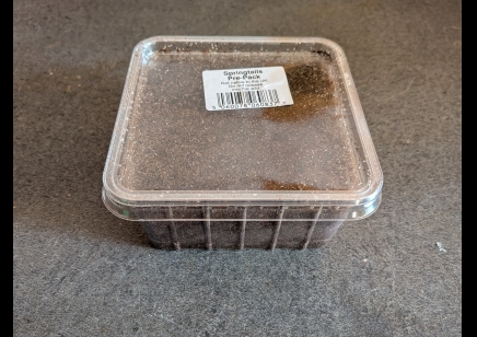 z- Tropical Springtails Culture Pre Pack Collembolla Sp (Price is per pack)