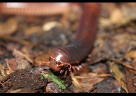 Archispirostreptus gigas - group of 5