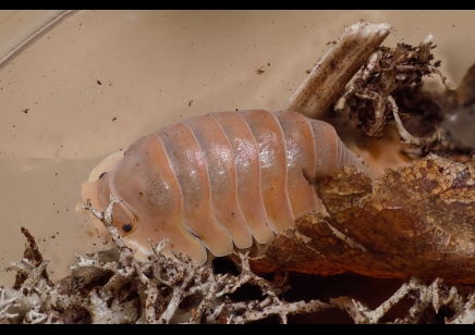 Cubaris sp. 'Crabby' (CB by BugzUK)