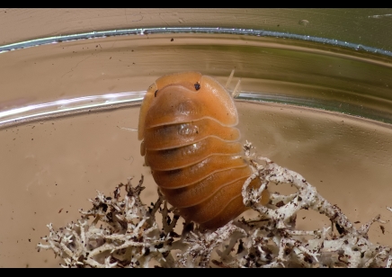 Cubaris sp. 'Crabby' (CB by BugzUK)