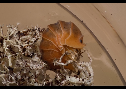 Cubaris sp. 'Crabby' (CB by BugzUK)