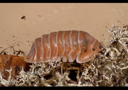 Cubaris sp. 'Crabby' (CB by BugzUK)