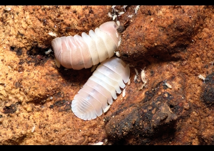 Cubaris sp. Pink Panda King (CB by BugzUK)
