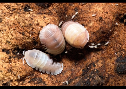 Cubaris sp. Pink Panda King (CB by BugzUK)