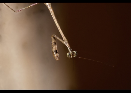 Euchomenella heteroptera - Giraffe Mantis (CB by BugzUK)