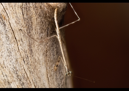 Euchomenella heteroptera - Giraffe Mantis (CB by BugzUK)