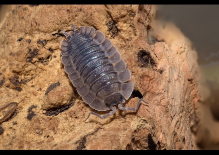 Porcellio spatulatus 'Coros' (CB by BugzUK)