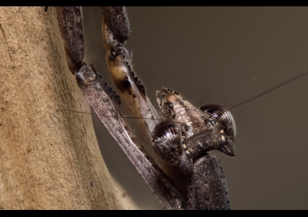 Danuria barbozae Cf - African Stick Mantis CB by BugzUK