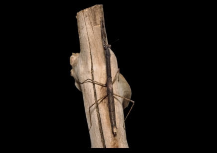 Danuria barbozae Cf - African Stick Mantis CB by BugzUK
