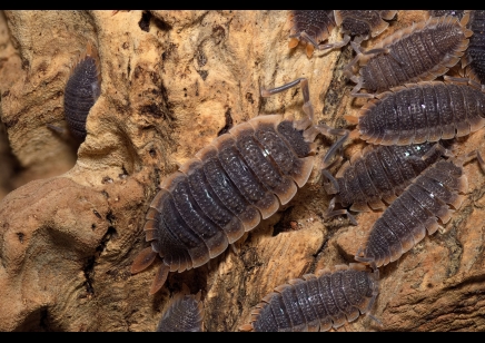 Porcellio echinatus 'Red Edge' (CB by BugzUK)