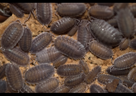 Porcellio spatulatus - Spatula Isopod (CB by BugzUK)
