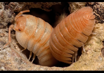 Armadillidium pallasii 'Orange' (CB by BugzUK)