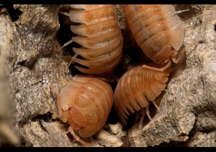 Armadillidium pallasii 'Orange' (CB by BugzUK)