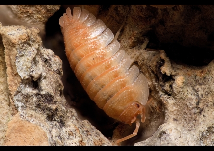 Armadillidium pallasii 'Orange' (CB by BugzUK)