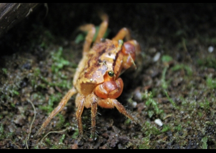 Metasesarma aubryi - Red Apple Crab - Females