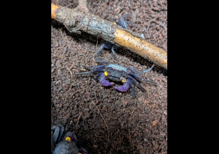 Geosesarma bogorensis - Purple Vampire crab - Females