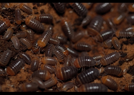  Armadillidium flavoscutatum 'Redhead'  (CB by BugzUK)