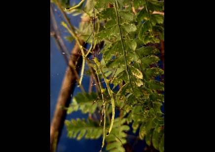 Myronides glaucus - Turquoise Stick Insect (CB by BugzUK)