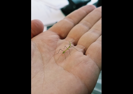 Myronides glaucus - Turquoise Stick Insect (CB by BugzUK) - PACK OF 10
