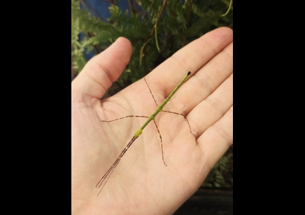 Myronides glaucus - Turquoise Stick Insect (CB by BugzUK) - PACK OF 10