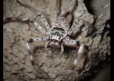 Holconia murrayensis - Murray Banded Huntsman CB