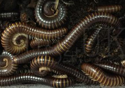 Banded Millipede group of 5