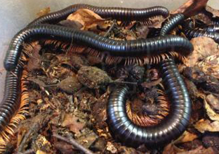 Spirostreptus giganteus - Giant Madagascan Millipede